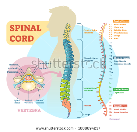 stock vector spinal cord schematic diagram with all sections cervical spine thoracic spine lumber spine 1008694237